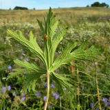 Geranium pratense. Обратная сторона листа. Смоленская обл., Смоленский р-н, окр. Каспли. 25.07.2012.