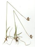 Carex coriophora