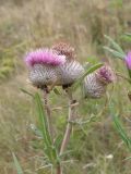 Cirsium polonicum