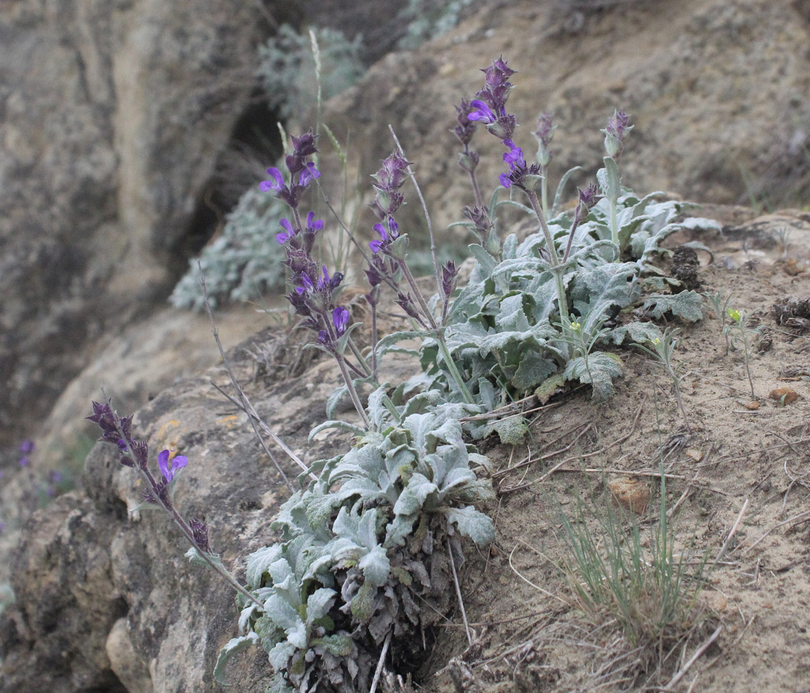 Изображение особи Salvia canescens.