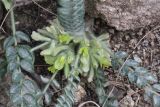 Astragalus densus