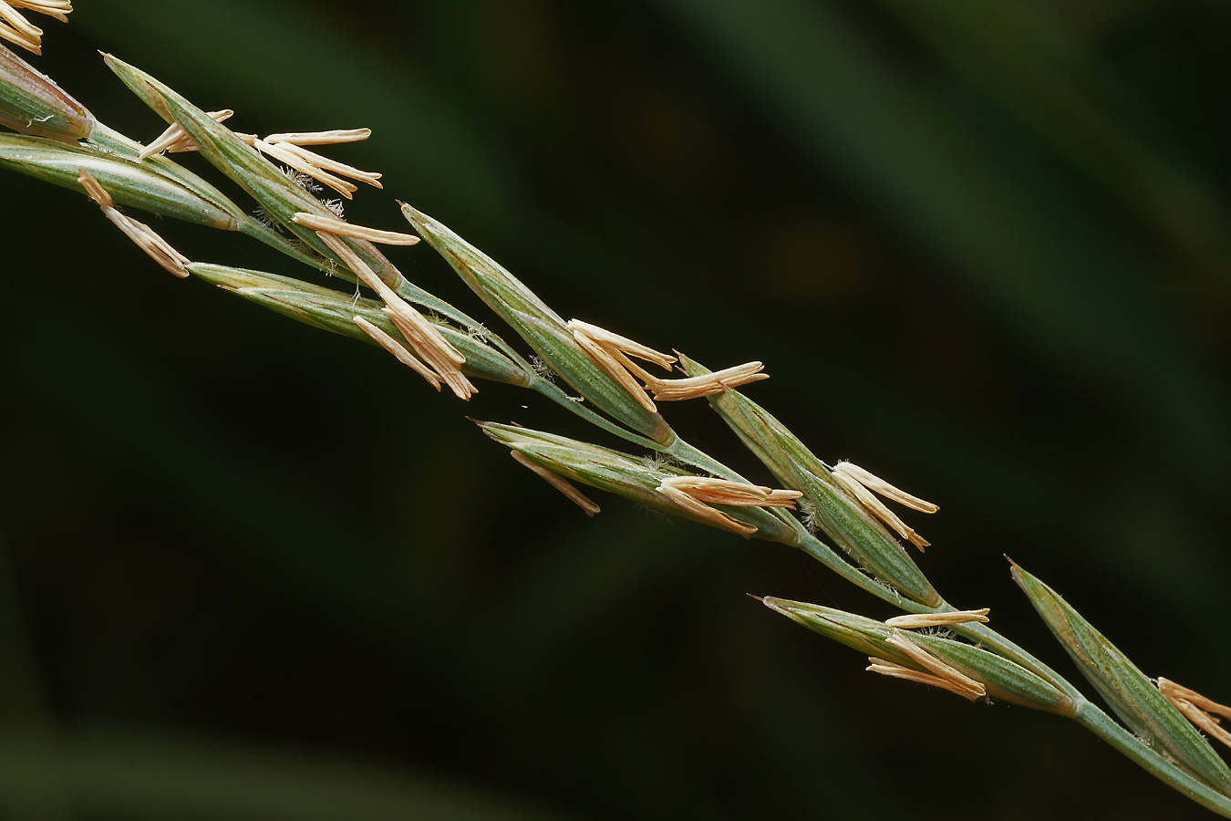 Изображение особи Elytrigia repens.