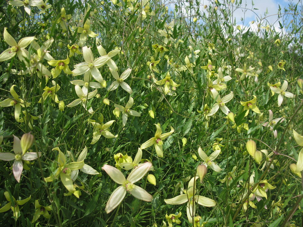 Изображение особи Clematis orientalis.