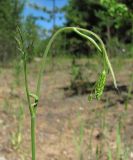 Pimpinella nigra. Верхушка растения с нераспустившимся соцветием. Архангельская обл., Вельский р-н, окр. пос. Усть-Шоноша, сухая луговина близ дороги. 29.06.2011.