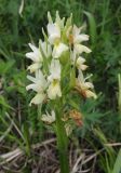 Dactylorhiza romana подвид georgica. Соцветие. Краснодарский край, м/о г. Новороссийск, гора Рябкова, луговая степь на вершине горы. 04.05.2014.