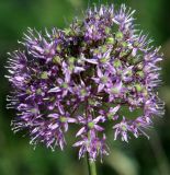 Allium severtzovioides