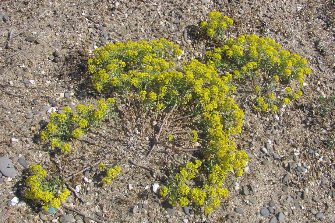 Image of Odontarrhena borzaeana specimen.