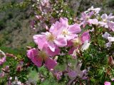 Rosa maracandica. Ветвь с цветками. Узбекистан, хр. Нуратау, Нуратинский заповедник. 23.05.2006.