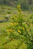 Berberis vulgaris