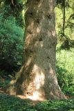 Abies numidica. Основание ствола старого дерева. Южный берег Крыма, Никитский ботанический сад, в культуре. 22 августа 2015 г.