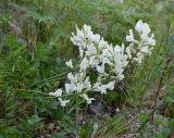 Oxytropis leucantha. Верхушка цветущего растения. Красноярский Край, Таймырский Долгано-Ненецкий р-н, среднее течение р. Котуй, каменистый береговой склон. 12.07.2016.