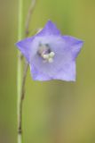 Campanula rotundifolia