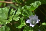 Malva neglecta