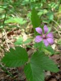 Rubus arcticus