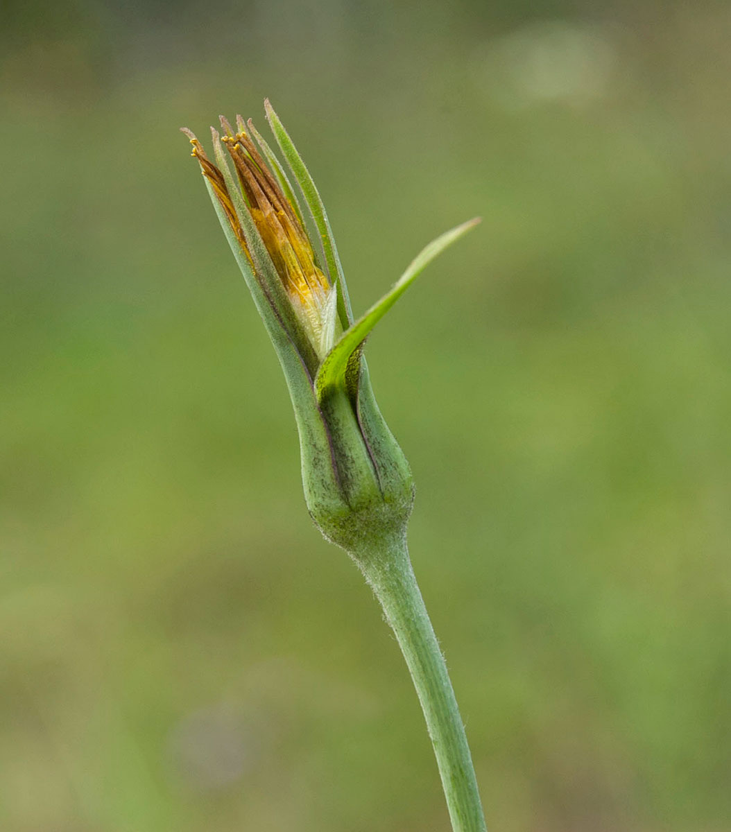 Изображение особи Tragopogon pratensis.