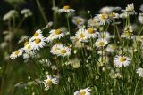 Leucanthemum vulgare