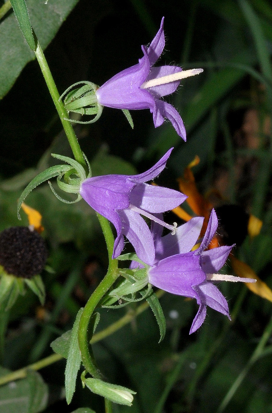 Image of Campanula rapunculoides specimen.