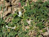 Trifolium uniflorum. Цветущее растение. Греция, о-в Крит, ном Ханья (Νομός Χανίων), дим Платаньяс (Δήμος Πλατανιά), горный массив Лефка Ори (Λευκά Όρη), седловина между вершинами Гингилос (Γκίγκιλος) и Афхенас (Αυχένας), ≈ 1700 м н.у.м., каменистый склон. 23 июня 2017 г.