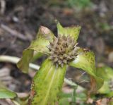 Gentiana crassicaulis. Верхушка плодоносящего растения. Китай, Юньнань, национальный парк Пудацо (Potatso National Park), 22 км от г. Шангри-Ла, в 150 м от оз. Шуду, ≈ 3400 м н.у.м., обочина дороги, идущей по хвойному лесу. 29 октября 2016 г.