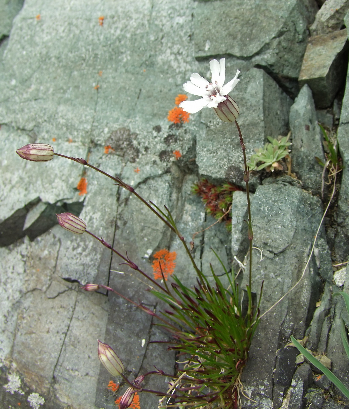 Изображение особи Silene stenophylla.