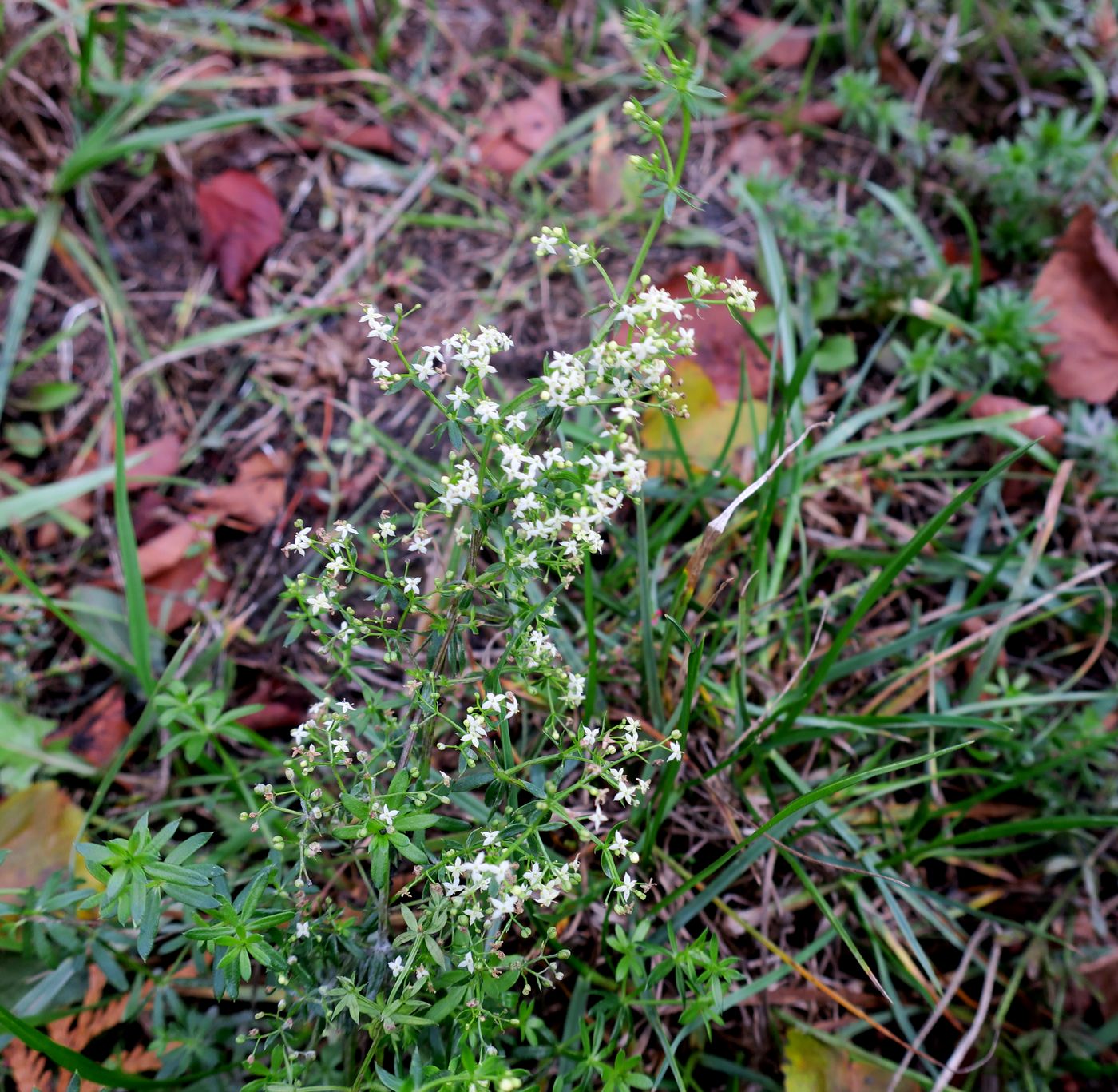 Изображение особи род Galium.