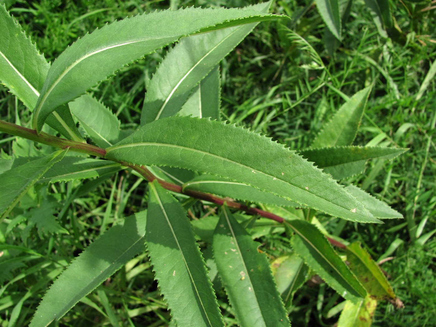 Изображение особи Senecio sarracenicus.