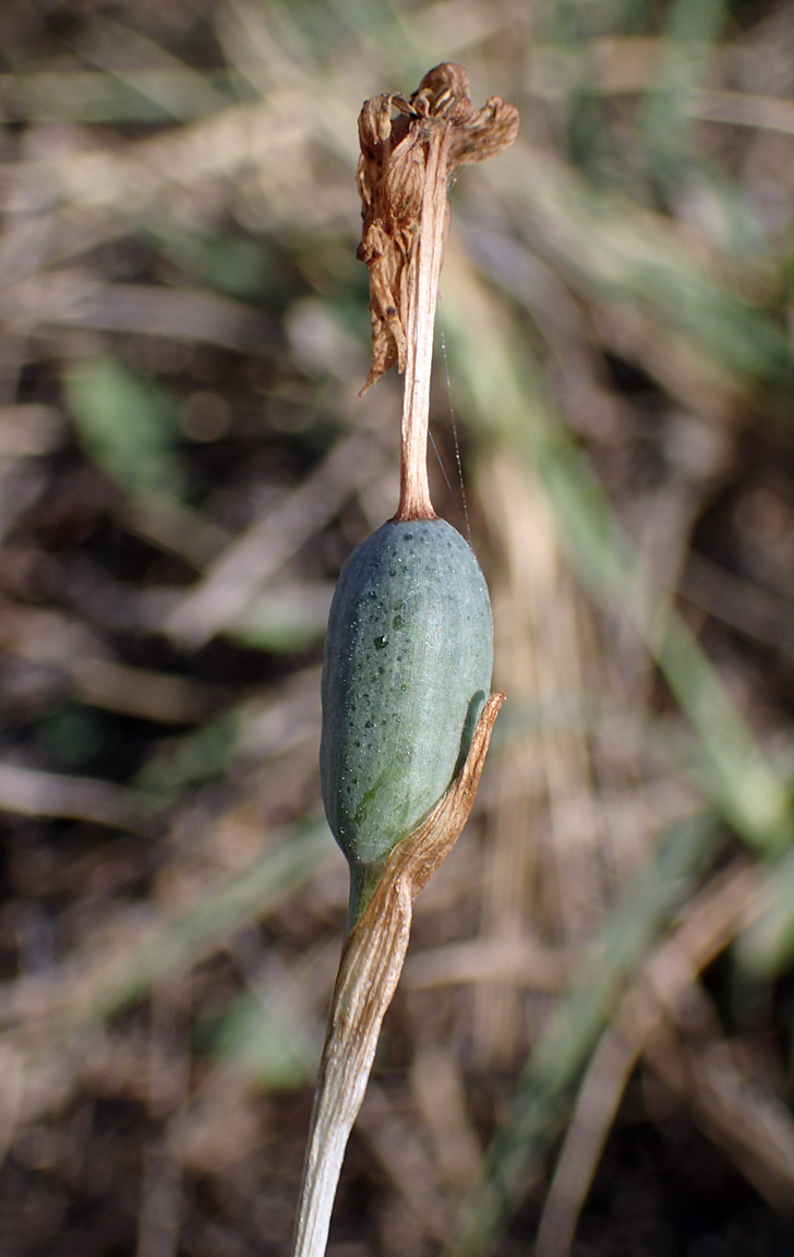 Image of Narcissus obsoletus specimen.