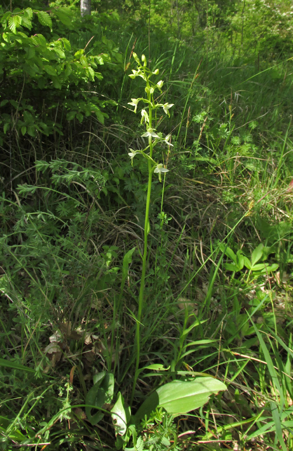 Изображение особи Platanthera bifolia.