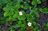 Fragaria viridis