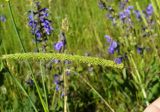 Phleum phleoides