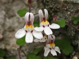 Cymbalaria acutiloba подвид dodekanesi. Цветки. Греция, о. Родос, окр. монастыря Панагия Цамбика, в скальной расщелине. 5 мая 2011 г.