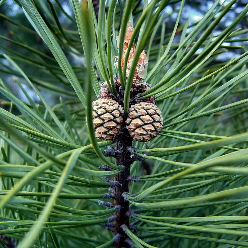 Изображение особи Pinus sylvestris.