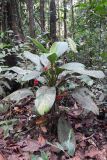 Aglaonema nitidum. Цветущее и плодоносящее растение. Малайзия, штат Саравак, округ Мири, национальный парк «Мулу». 11.03.2015.