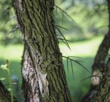 Crataegus разновидность rotundifolia