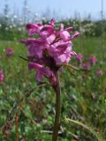 Pedicularis nasuta. Верхушка цветущего побега. Магаданская обл., Ольский р-н, руч. Наледный, закустаренный увлажнённый участок. 07.07.2022.