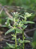 Buglossoides arvensis. Верхушки цветущих растений. ДНР, окраина г. Донецк, левый склон балки Мацутиной, степь. 13.06.2021.