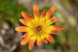 род Taraxacum