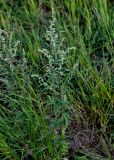 Artemisia vulgaris. Цветущее растение. Красноярский край, Туруханский р-н, г. Игарка, берег р. Енисей, подножие лугового склона. 21.07.2023.