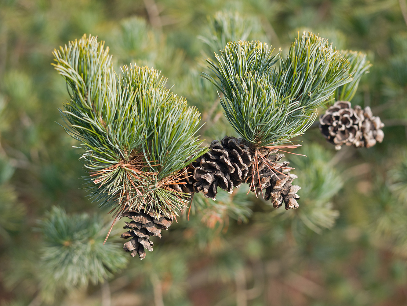 Изображение особи Pinus parviflora.