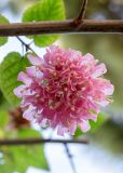 Dombeya &times; cayeuxii