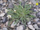 Oxytropis sajanensis