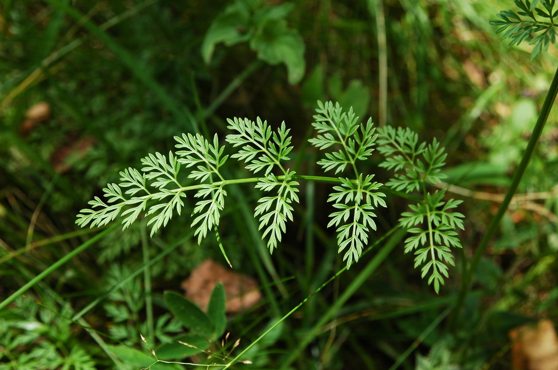 Изображение особи Selinum carvifolia.