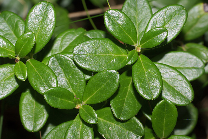 Изображение особи Vaccinium vitis-idaea.