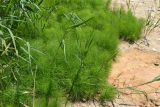 Equisetum telmateia