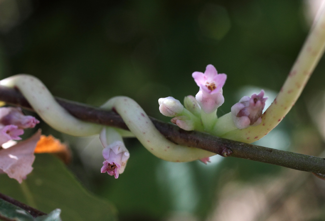 Image of Cuscuta lehmanniana specimen.