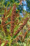 Amorpha fruticosa. Верхушка побега с соплодиями. Ростовская обл., Неклиновский р-н, Большенеклиновское с/п, дол. р. Сарматская. 25.08.2012.