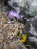 Colchicum feinbruniae. Цветущие растения (на переднем пплане - Sternbergia clusiana). Israel, Golan Heights, Reches Chezka. 07.10.2006.