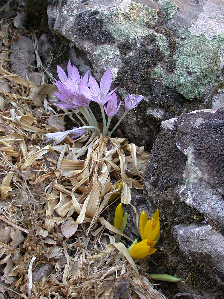 Изображение особи Colchicum feinbruniae.