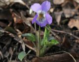 Viola mirabilis