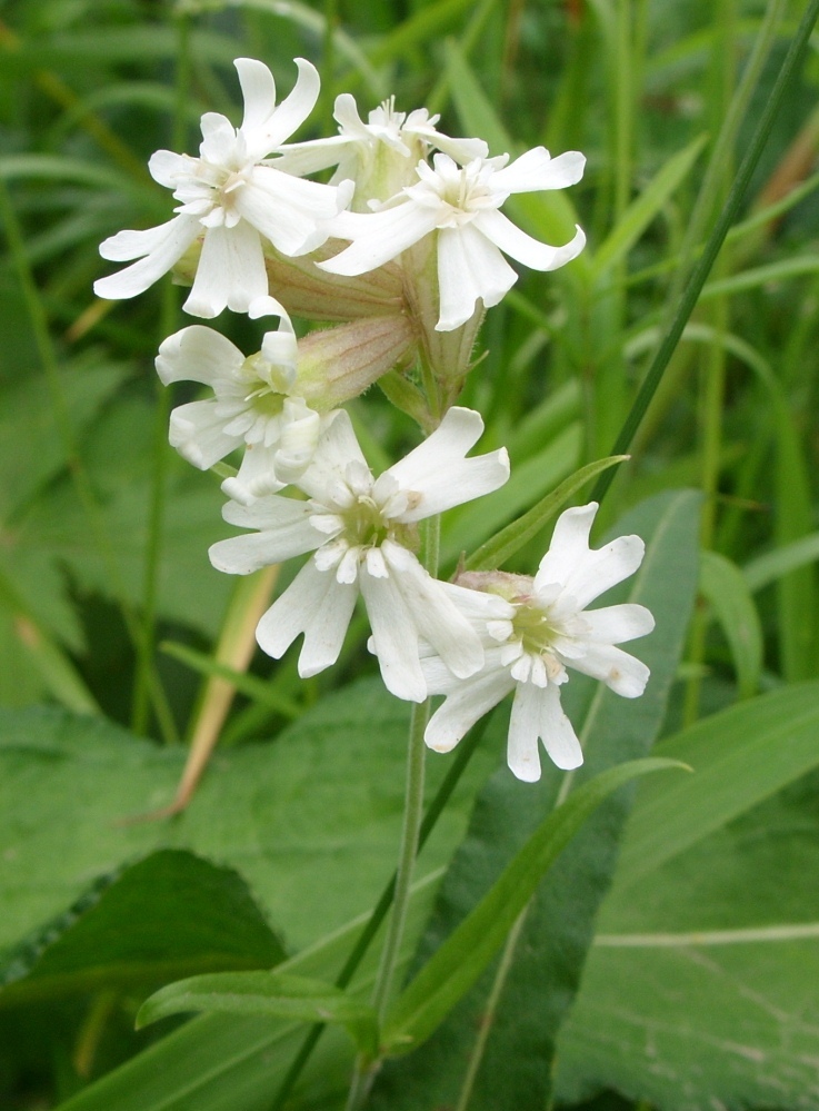 Изображение особи Silene amoena.